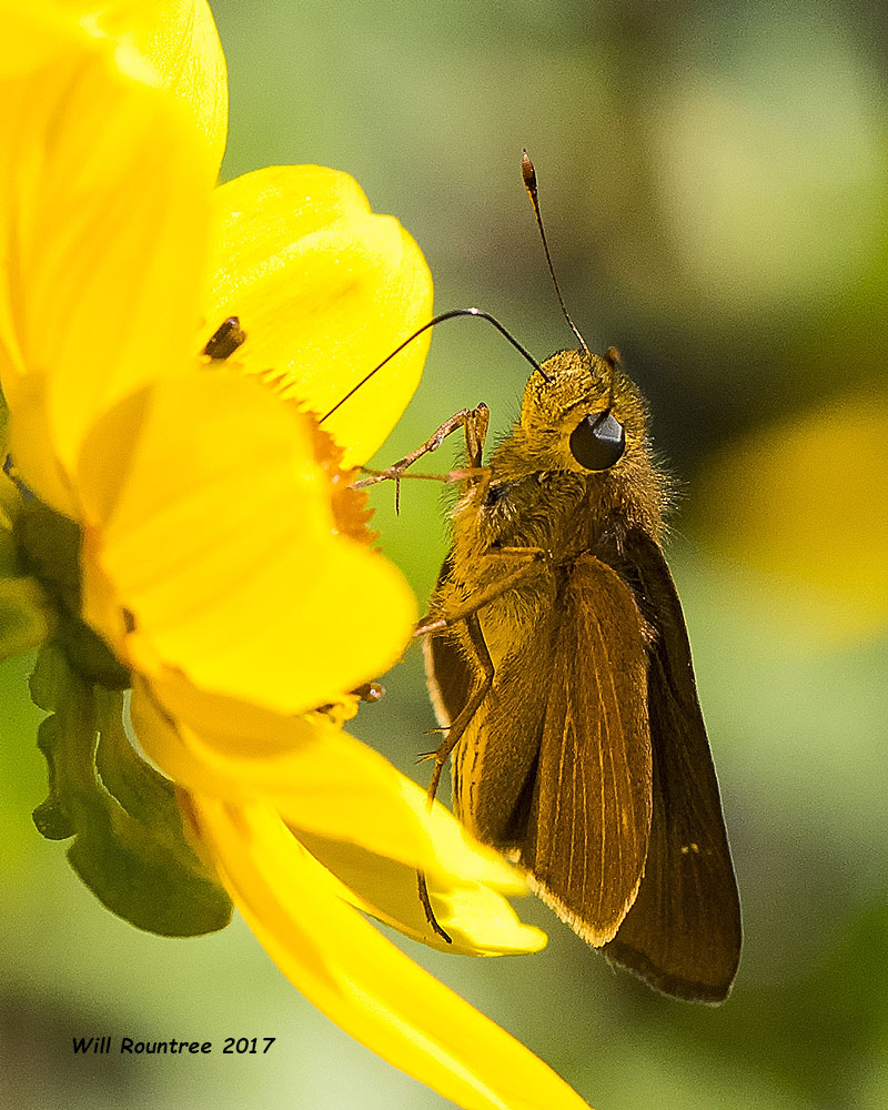 5F1A9443 Swarthy Skipper.jpg