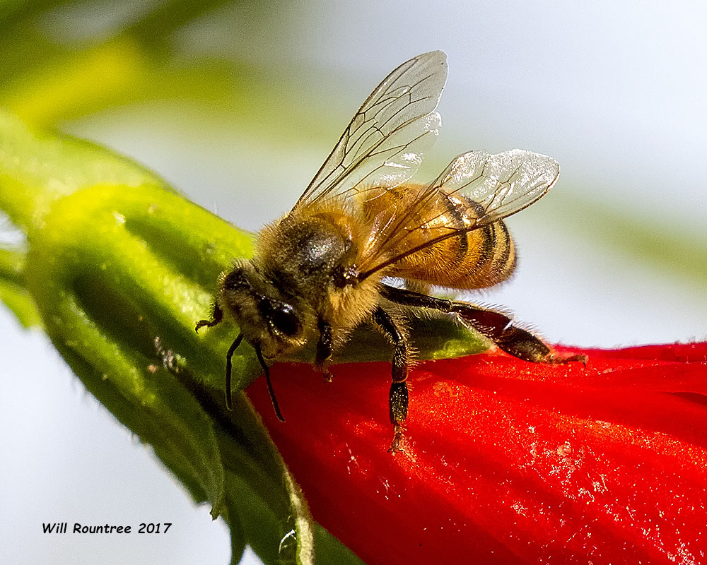 5F1A0214 Honey Bee.jpg