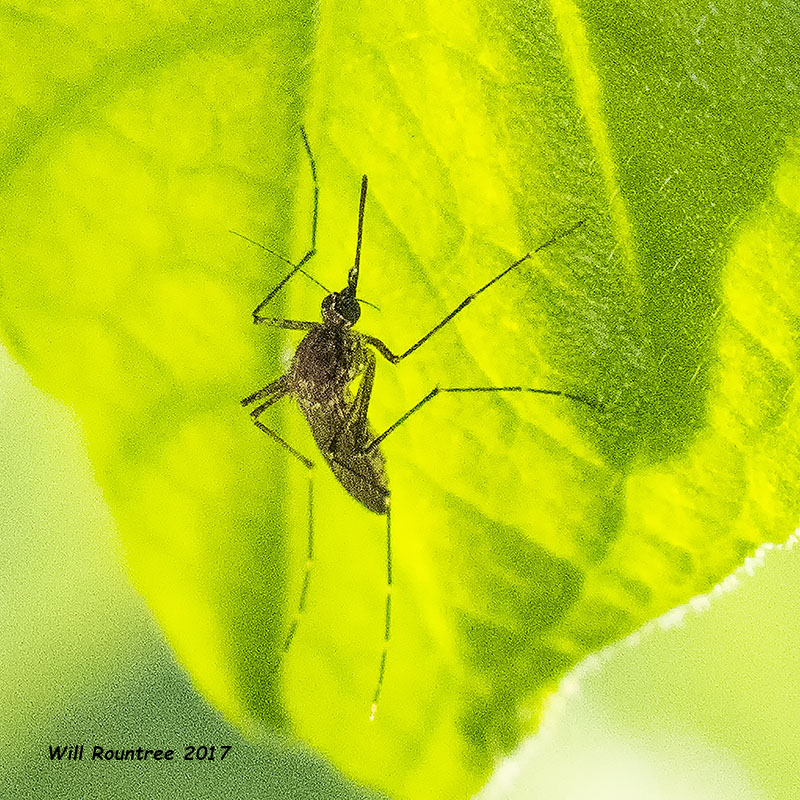 5F1A0245 Mosquito.jpg