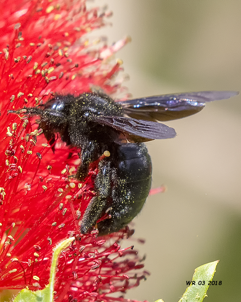 5F1A2937 Southern Carpenter Bee.jpg