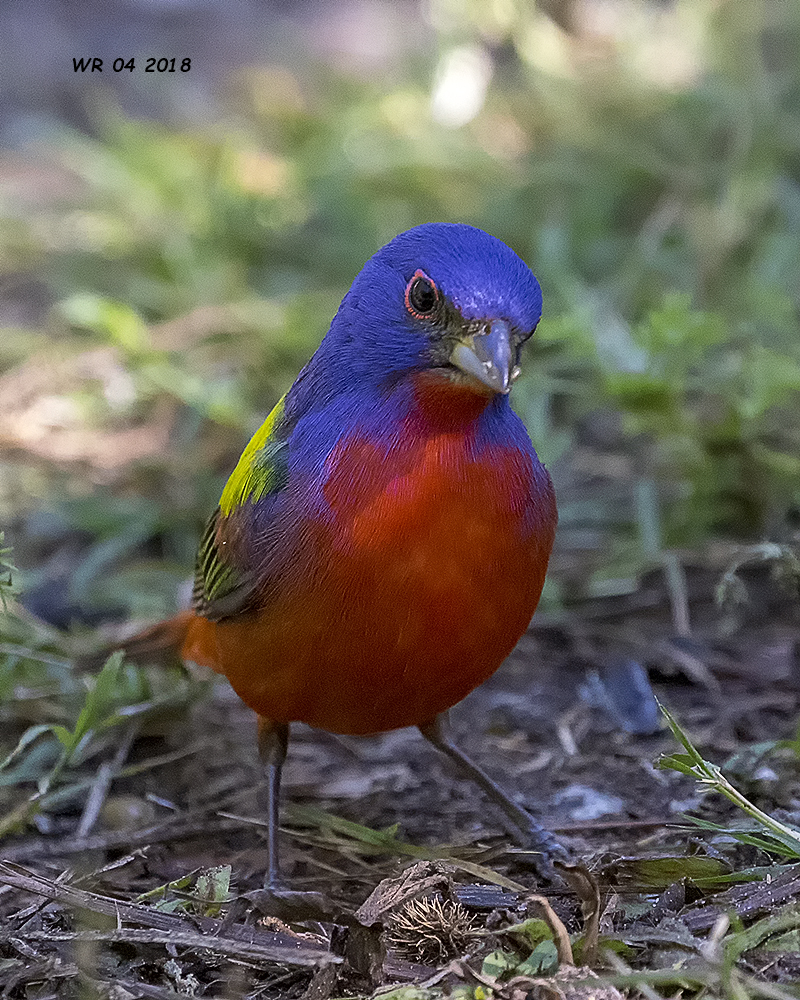 5F1A4082 Painted Bunting.jpg