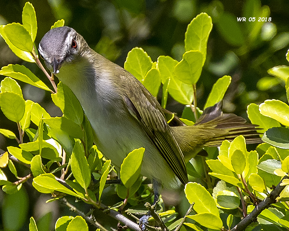 5F1A7543 Red-eyed Vireo.jpg