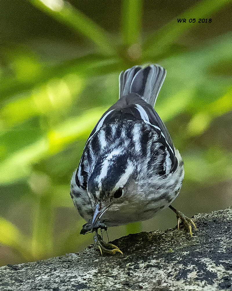 5F1A7498 Black and White Warbler.jpg