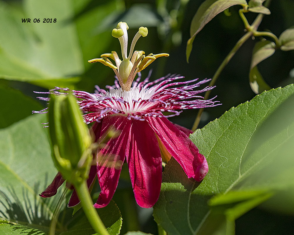 5F1A9109_Passionflower_.jpg