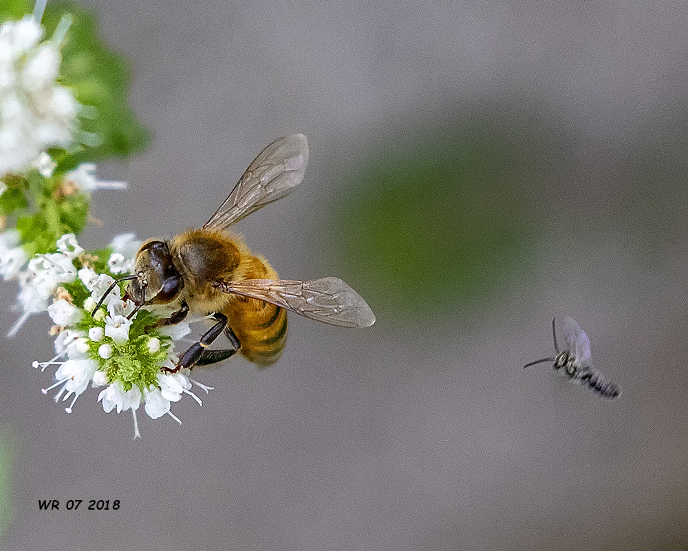 5F1A0303_European_Honeybee_.jpg