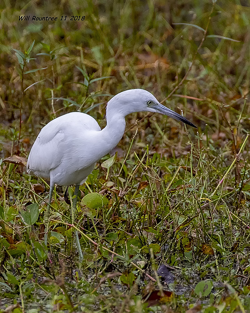 5F1A5727_Little_Blue_Heron_.jpg