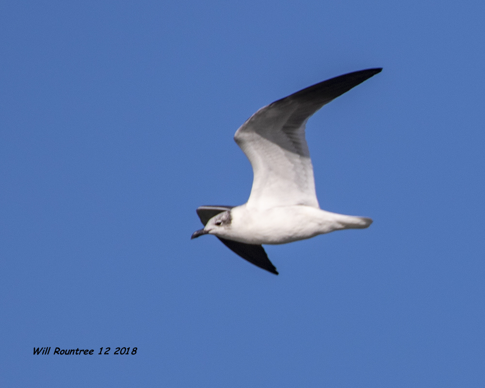 5F1A5965_Laughing_Gull_.jpg