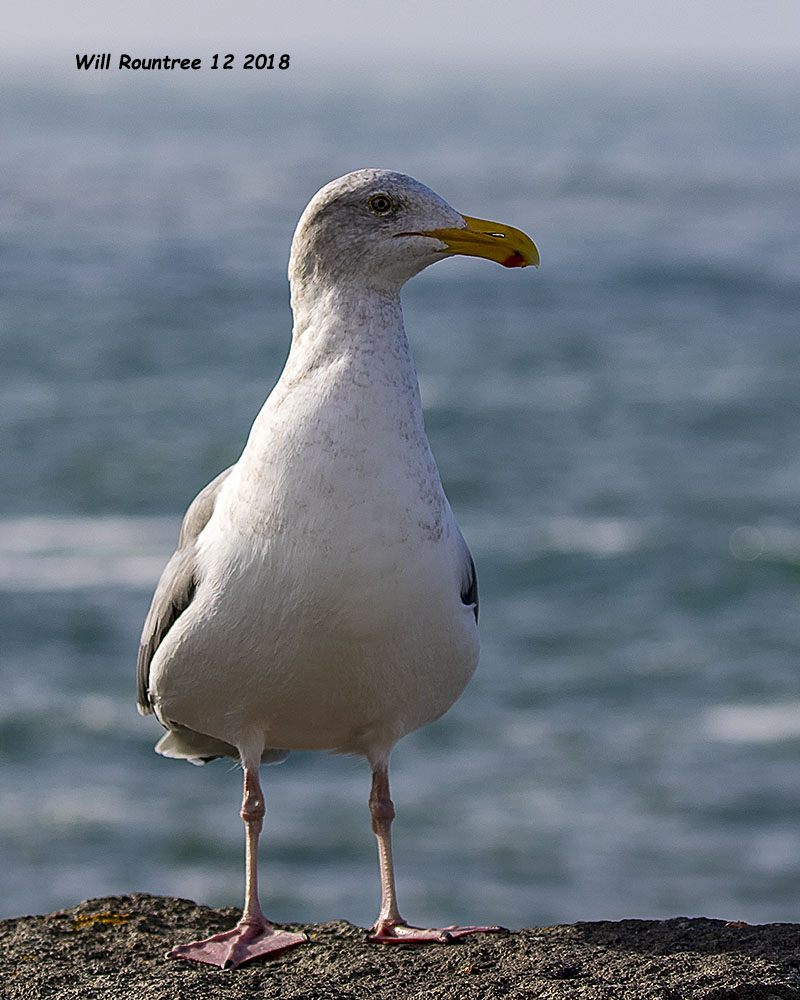 5F1A6959_Western_Gull_.jpg