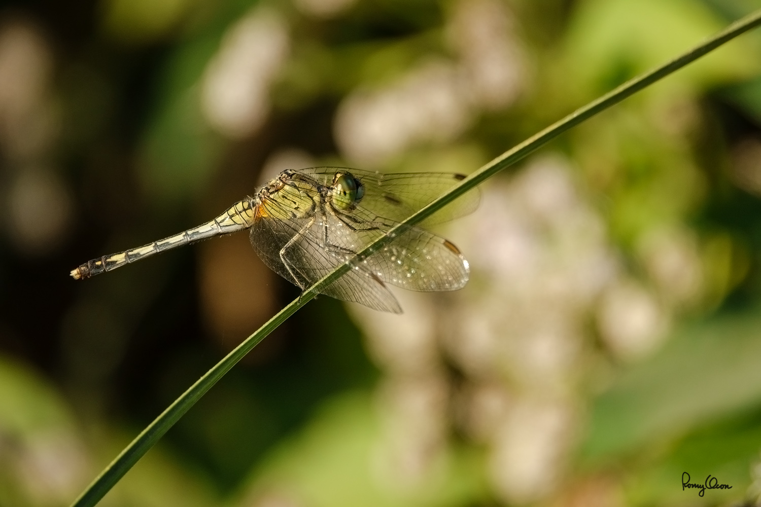 ROS02640-1500X1000.jpg