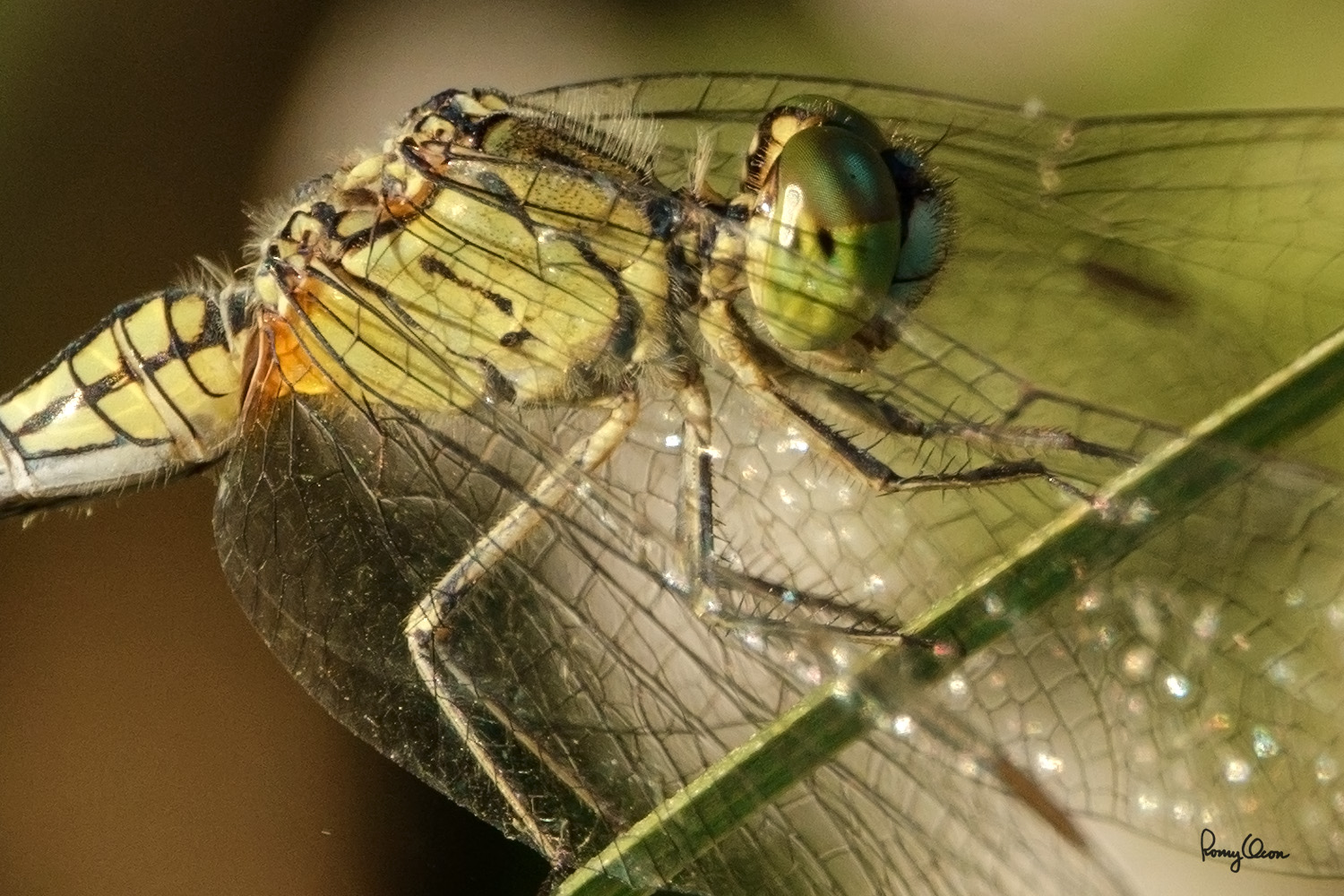 ROS02640-crop.jpg