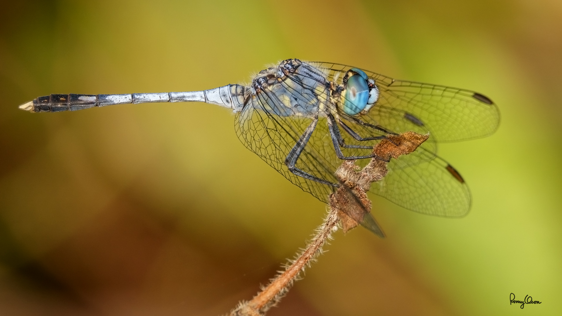 ROS02920-1920x1080.jpg