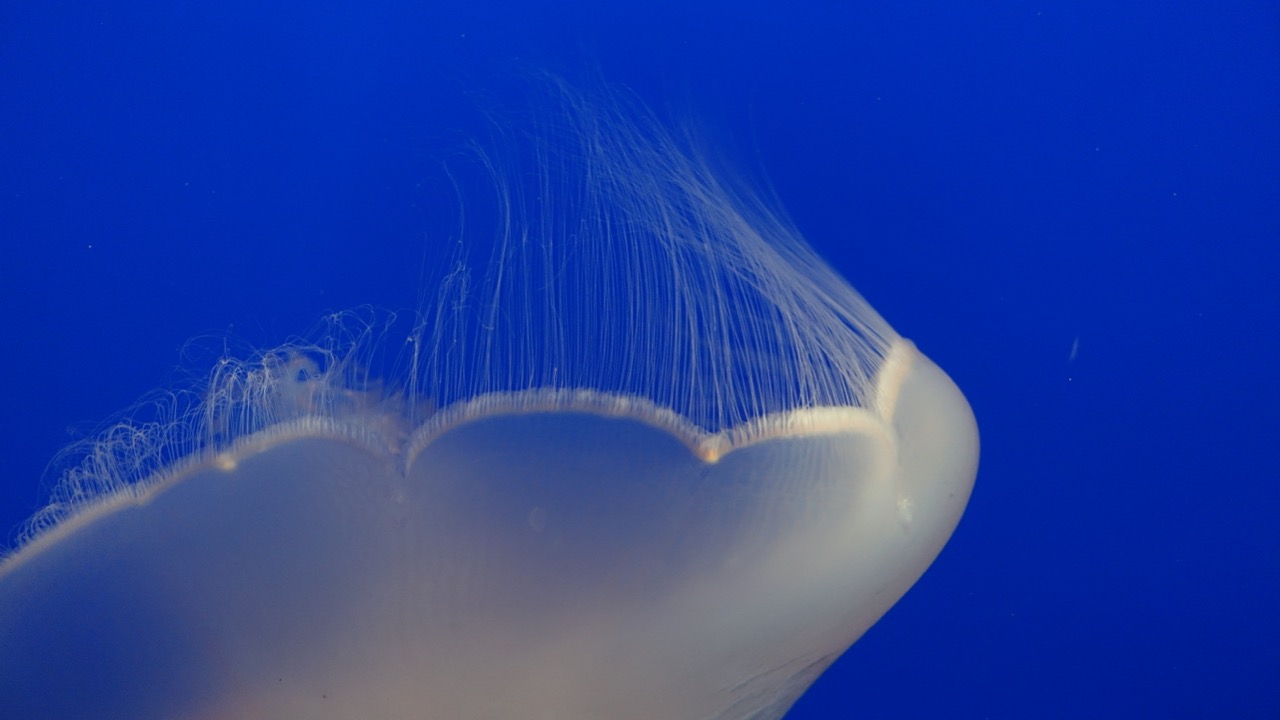 Monterey Bay Aquarium Jellyfish