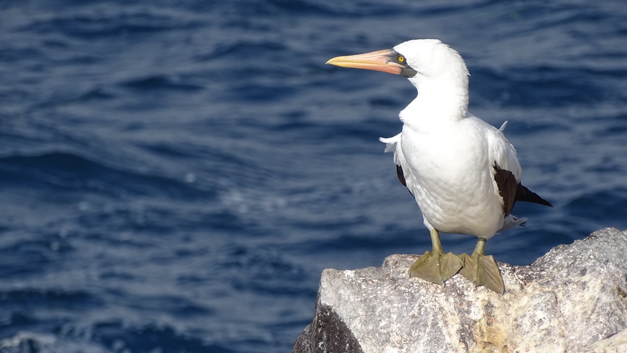 Nazca Booby