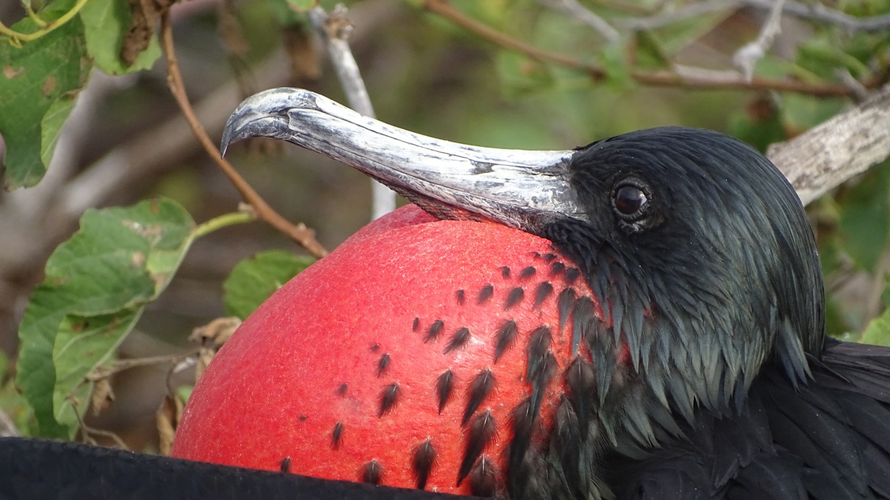 Great Frigatebird