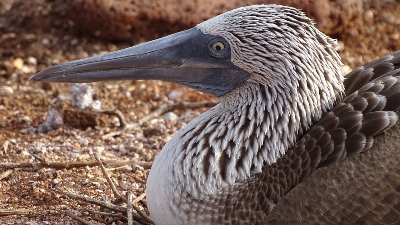 Nesting Blue Footed Booby