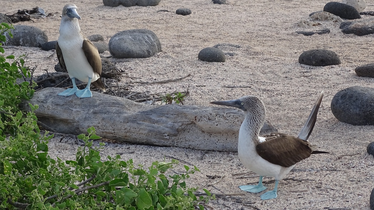 Blue Footed Boobies getting ready for a courtship dance