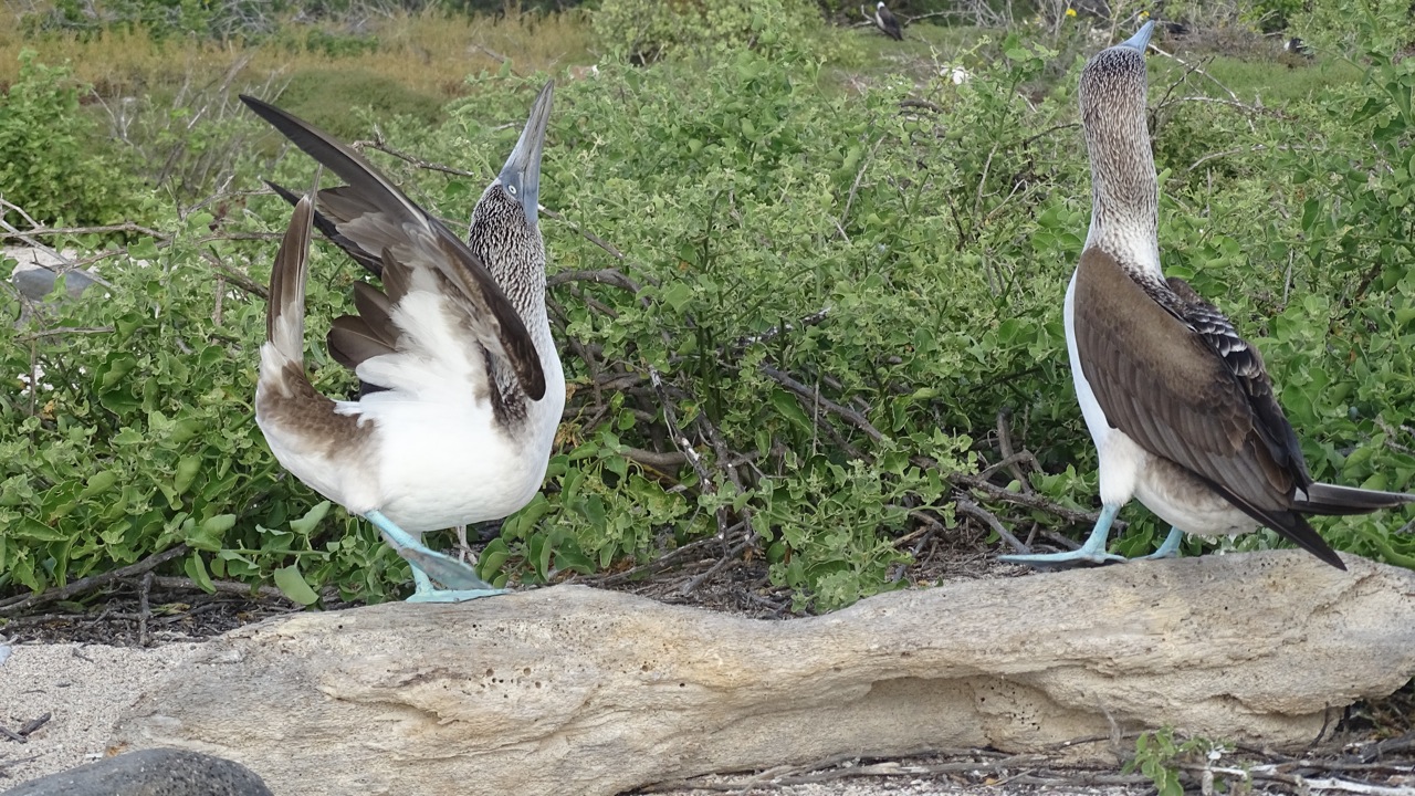 Blue Footed Booby Mating Dance