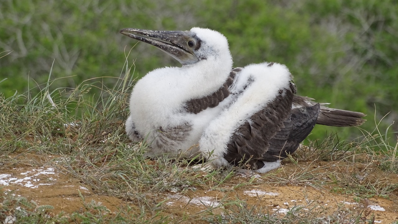 Blue Footed Booby Chick