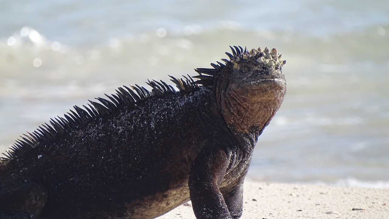 Marine Iguana