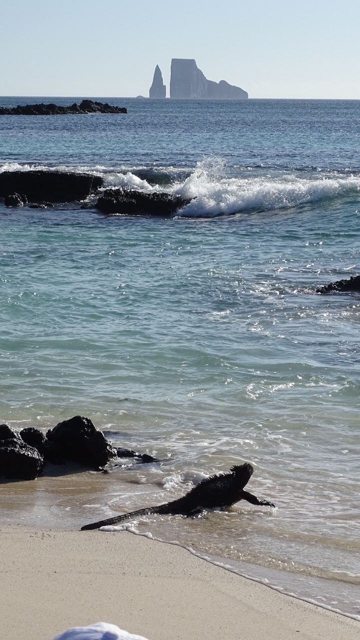 Marine Iguana