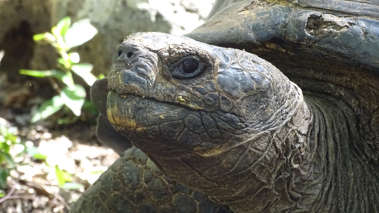 Galapagos Giant Tortoise