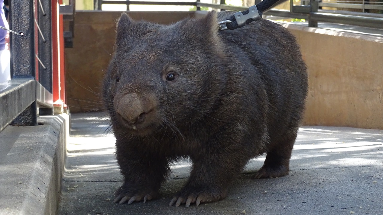 Wombat