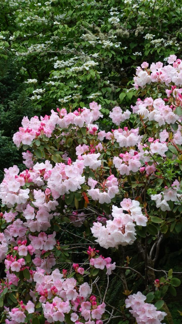 Azaleas and Dogwoods