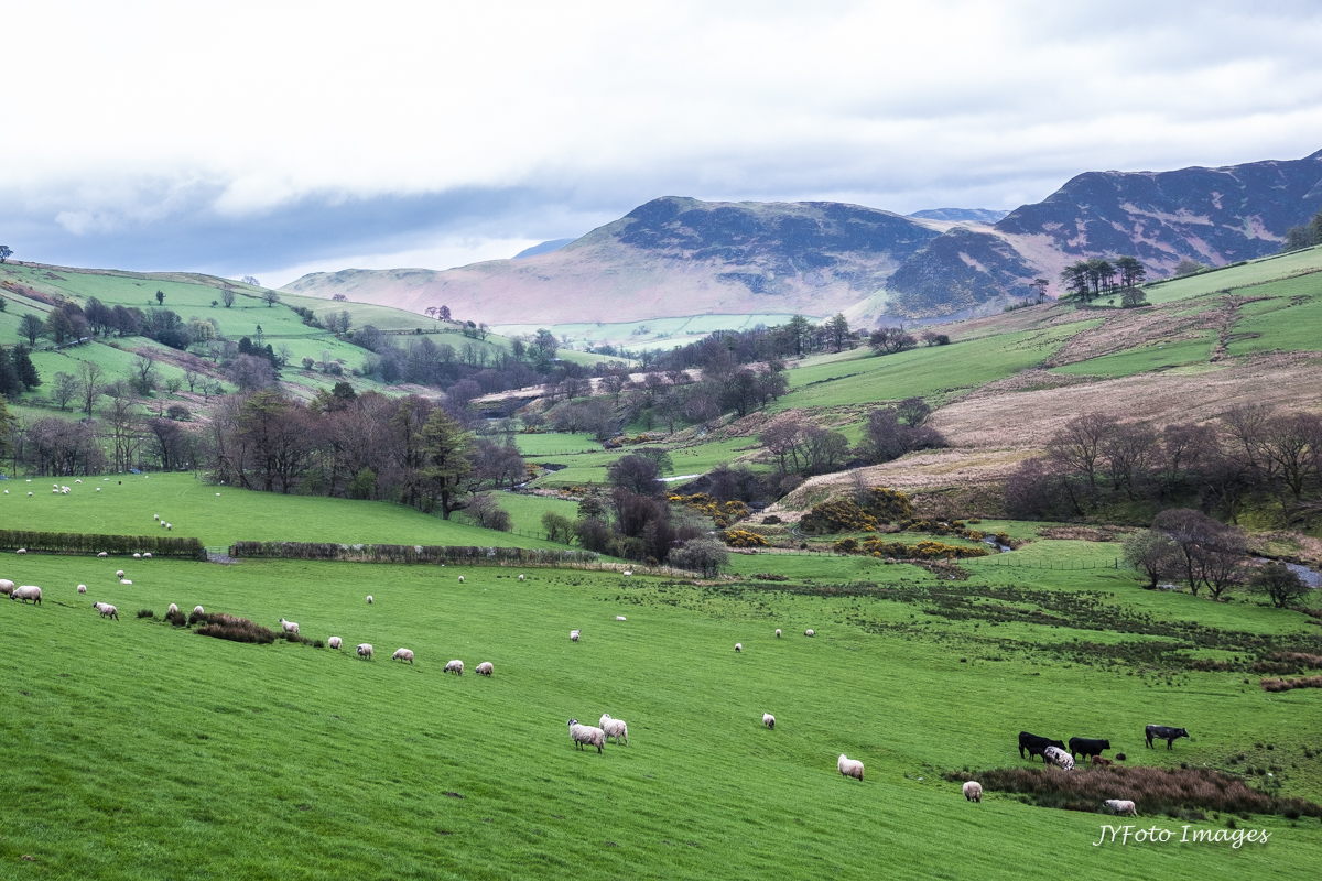 Farm Scene in the Lake District