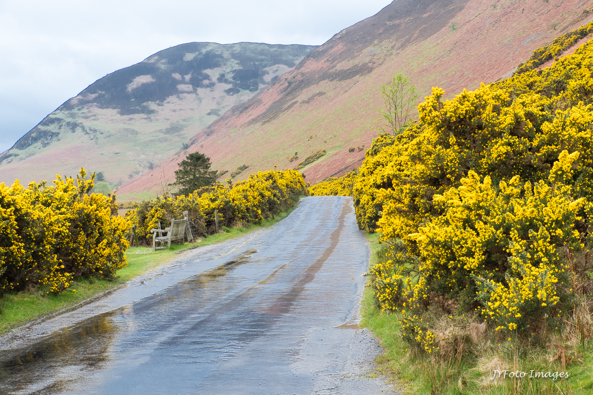 Gorse blooming along the roads and on the hills
