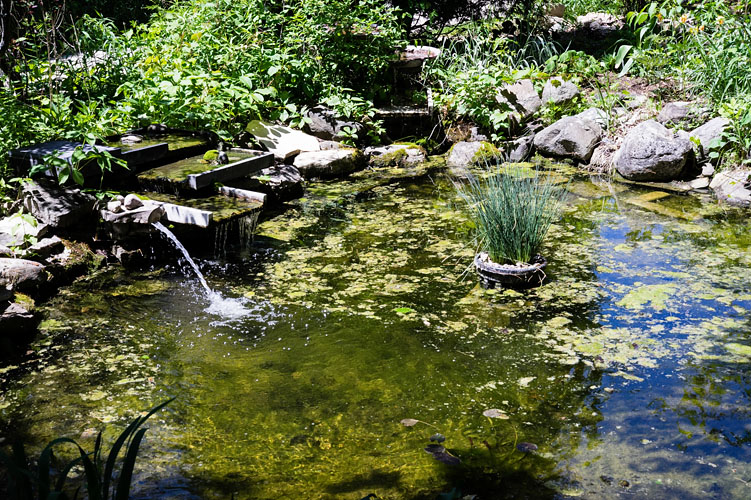 Gallery Pond