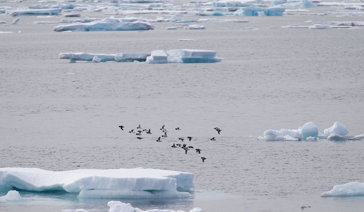 Kleine Alk/Little Auk