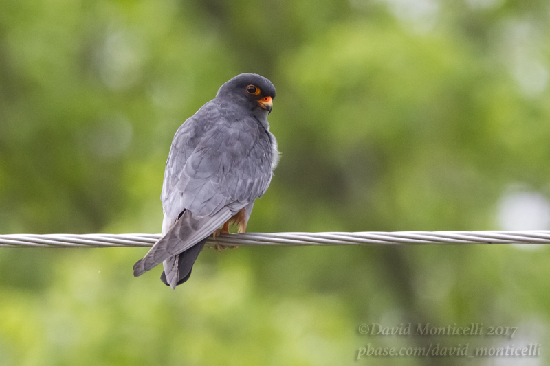 Red-footed Falcon (Falco vespertinus)(ad. male)_Roadside forest close to Atyrau City (Atyrau Oblast)