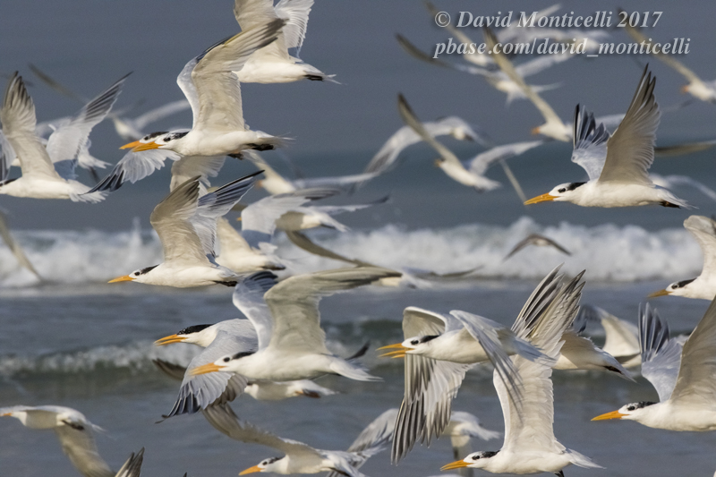 Royal Terns (Thallasseus maximus albidorsalis)_Bureh Beach, Freetown Peninsula (Sierra Leone)