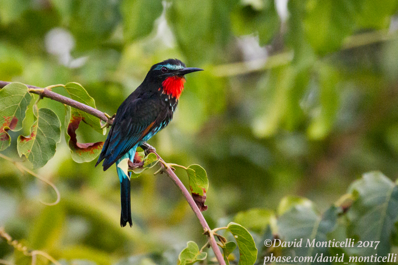 Black Bee-eater (Merops gularis)(male)_Loma Mountains (Sierra Leone)