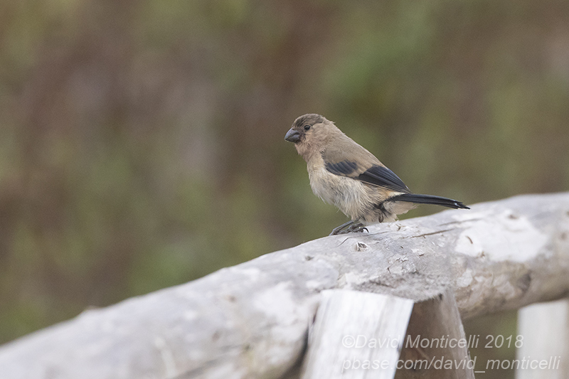 Azores Bullfinch (Pyrrhula murina)(Juvenile/1st winter)_Serra da Tronquera (Sao Miguel)