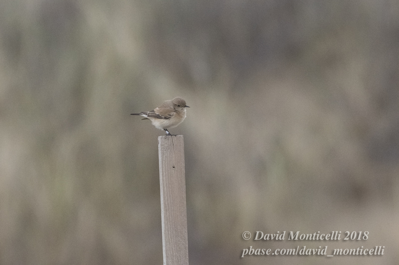 Desert Wheatear (Oenanthe deserti)(1st winter female)_De Panne (Belgium)