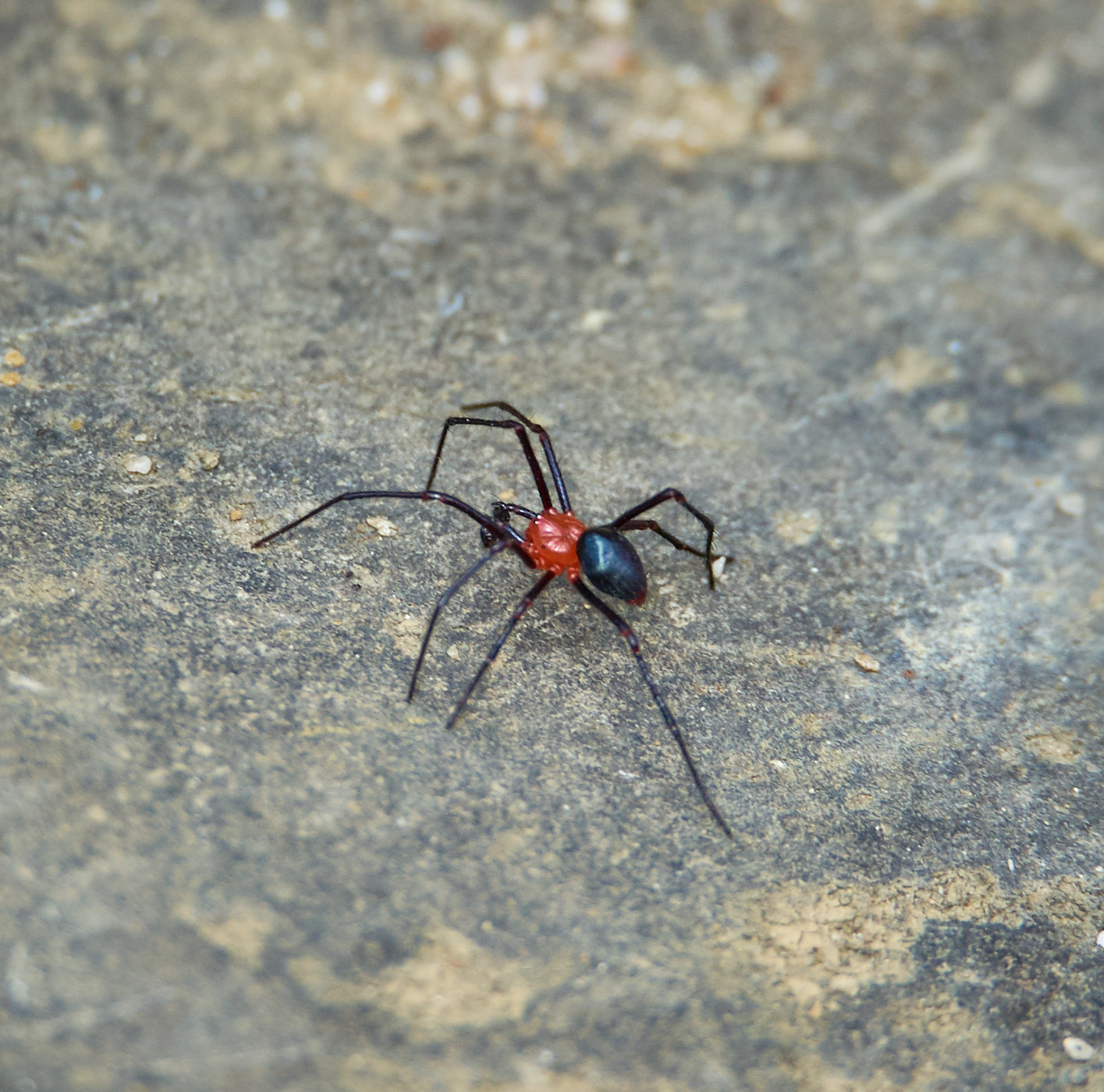 Red spider, Kum Stream
