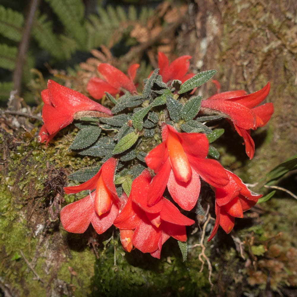 Dendrobium cuthbertsonii