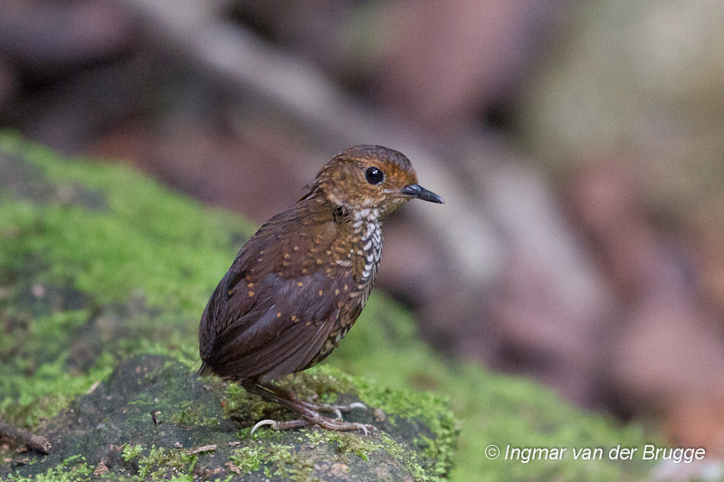 Pygmy Wren-babbler