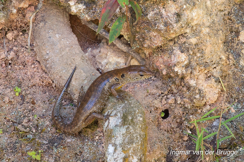 Sphenomorphus praesignis - Blotched Forest Skink