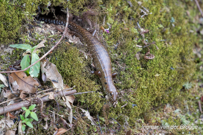 Scincidae (Skinks)