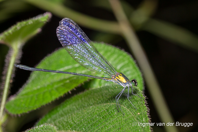 Vestalis species