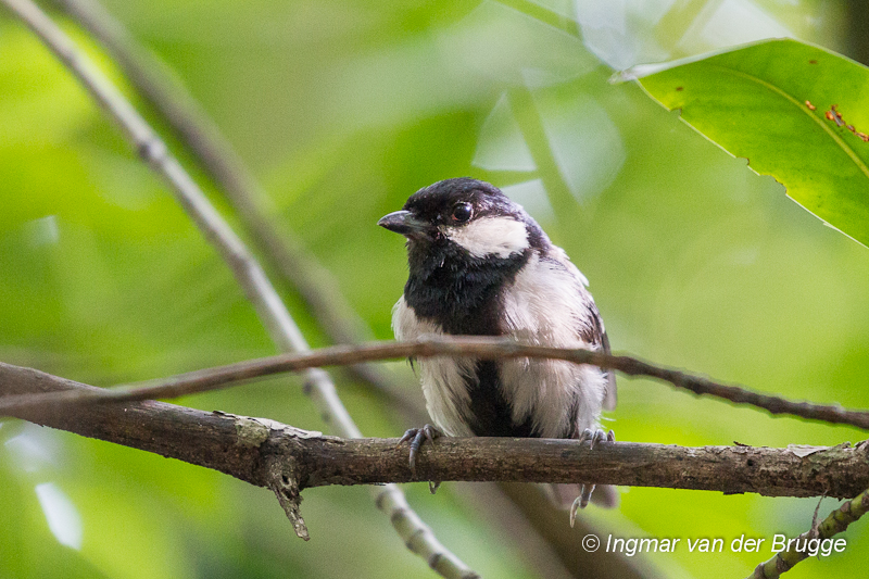 Cinereous Tit