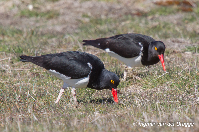 Magellanic Oystercatcher