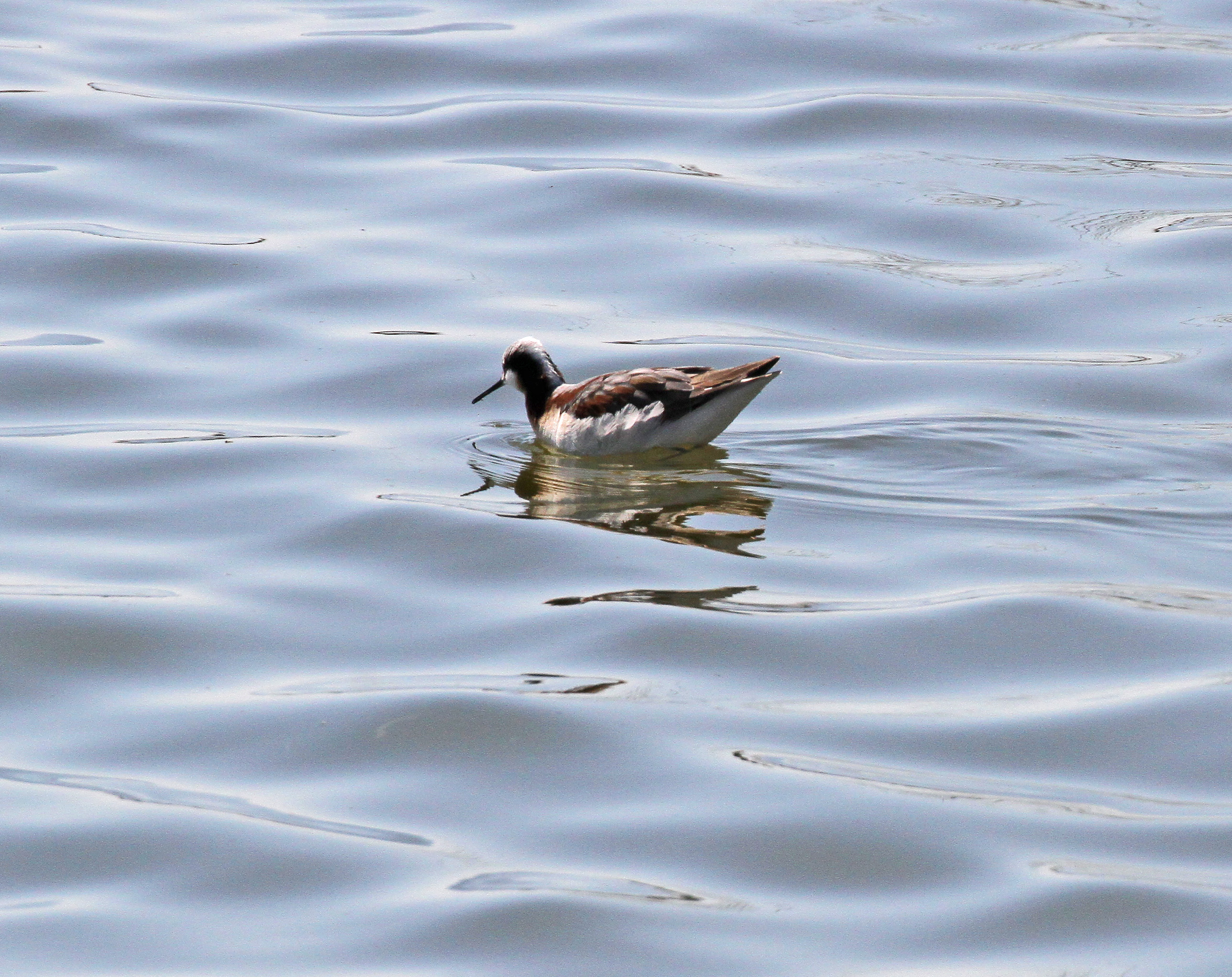 Wilsons phalarope.jpg