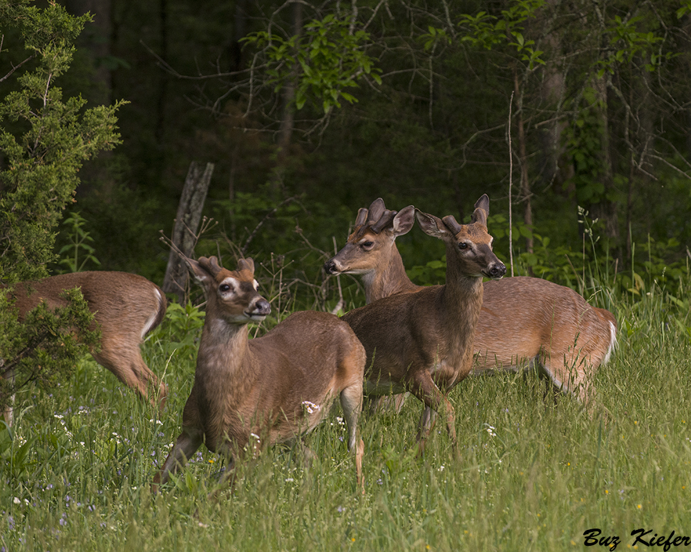 The Boys of Spring 