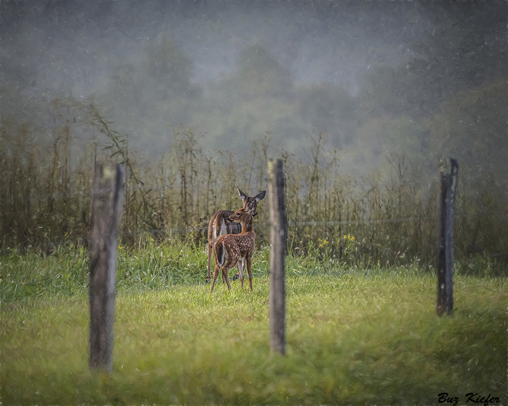 Along a Fenced Field 