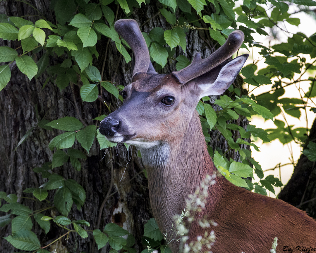 Velvet Buck in May 