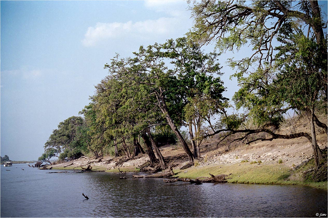 Chobe River