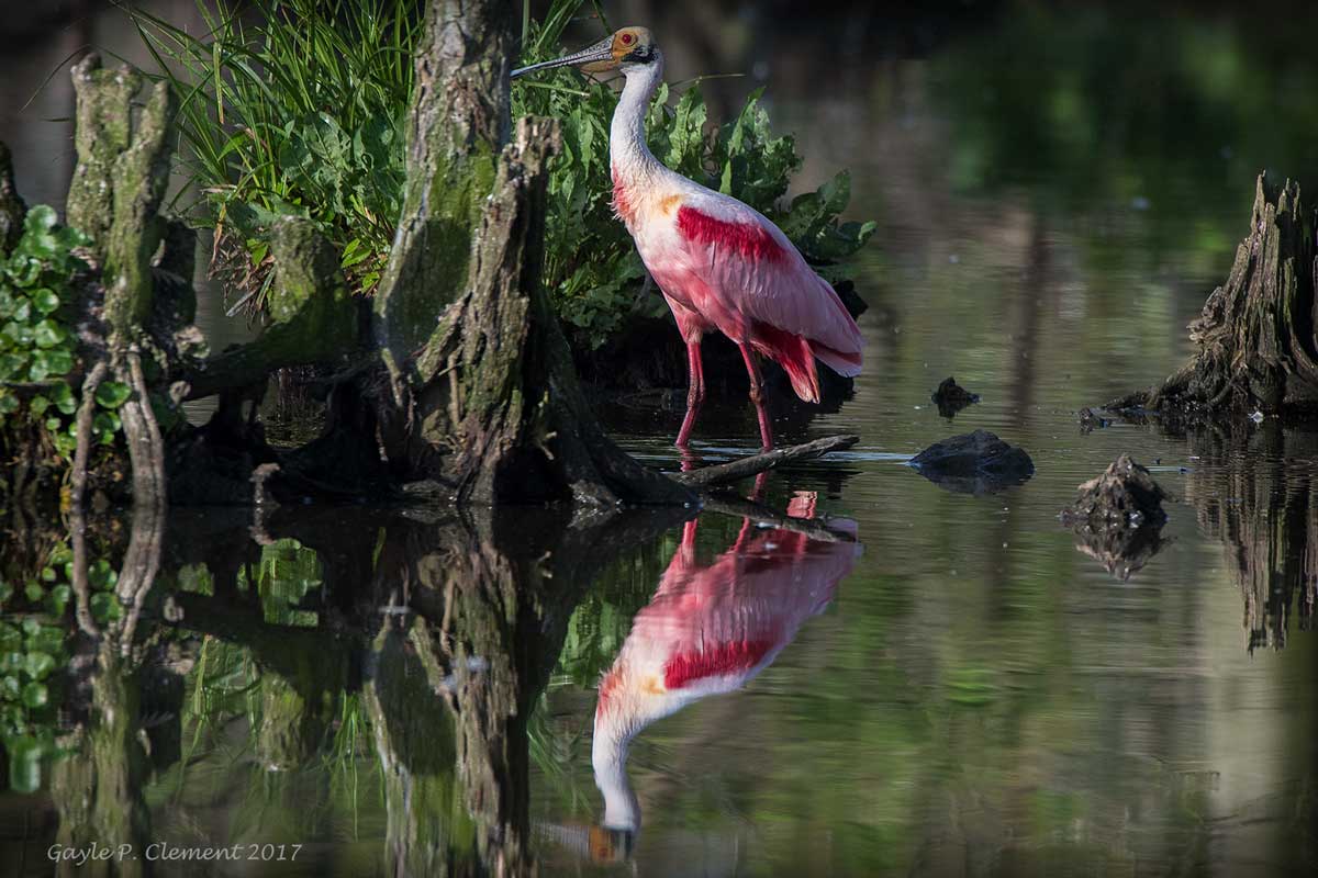 First of Year Roseate Spoonbill